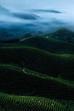 未末禾采集到茶叶