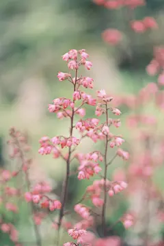 开花的矾根,勋章菊,铁线莲以及彩虹菊.矾根不光是叶子美,花也是带着灵动的仙气.我养勋章菊大约是在七八年前,因为当时看到它真的觉得就和勋章一模一样的,从那时候起我就喜欢这种美丽的植物,至于彩红菊也就是日中花,叶片可以拌沙拉吃,它还有个注明对的亲戚叫冰叶日中花,也就是饭店里的冰草 ​​​​ 