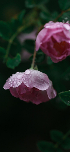 ks夕阳采集到花