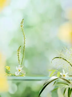 花草绿色背景素材尽在 -----&gt; @BettyღLiu迎下载使用