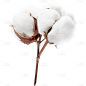 植物通用实景白色棉花元素素材