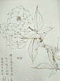 一组花卉线稿~  （作者： 野篆 ） ​ ​​​​