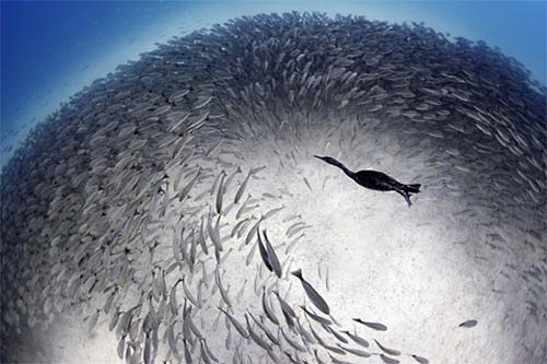 animal-photography-3...