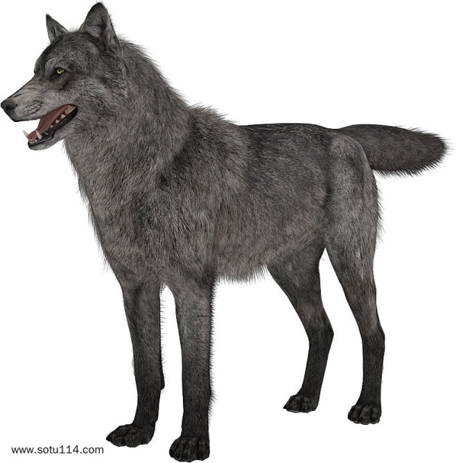 灰色狗狗透明素材