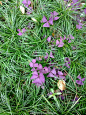 白天见到绿色麦冬叶里醒目的紫叶酢浆草。