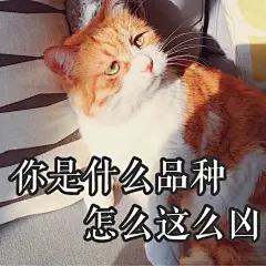 “哎嘛，你是打哪块来的小饼干？好凶的哦..”

    #表情包#