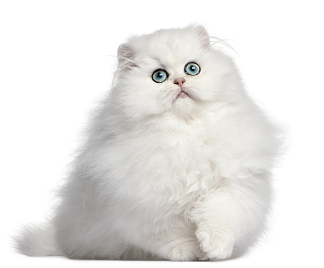 波斯猫 猫