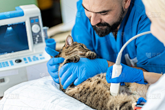 onetagain采集到猫
