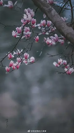 #随手拍最美春天# #最南京，全民拍# 宝华玉兰，壁纸一套。 ​​​​