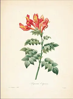 皮埃尔·约瑟夫·雷杜德 植物图谱 | 打包下载》》|皮埃尔-约瑟夫·雷杜德的植物图谱.pdf