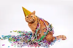 点击来源直接获取大图文件 |白色背景上戴着生日帽和五彩纸屑的红猫