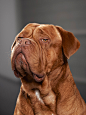 Frontline : A great campaign for Frontline flea protection by Publicis Mojo. Our retouching team worked on making the dogs look unimpressed, adding more expression to the dogs' faces. Shot by Pool photographer Danny Eastwood. AD - Sam Pemberton. Out and a