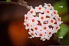 蜡花 美丽的花朵 花园 花 花壁纸 花卉背景 自然 美味佳肴