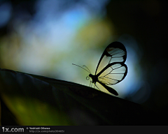 Lynn采集到Butterfly 蝴蝶