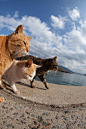 50 Amazing Photos From Cat Heaven Island In Japan