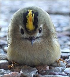 Golden-crowed Kingle...