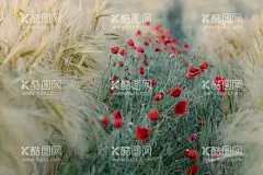 红花  - 源文件下载【酷图网】花,壁纸,好看,设计,电脑壁纸,手机壁纸