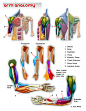 Drawsh: Anatomy