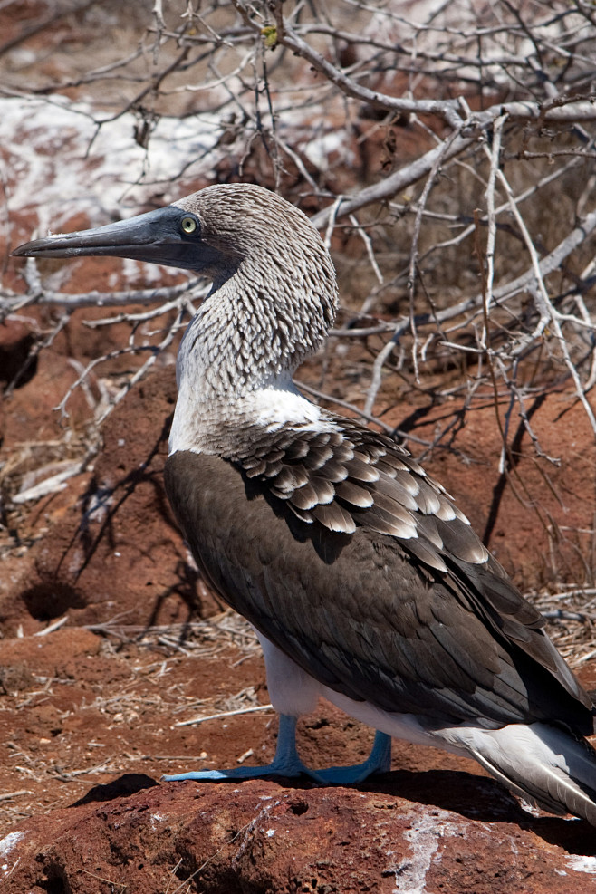 鲣鸟目鲣鸟科鲣鸟属蓝脚鲣鸟