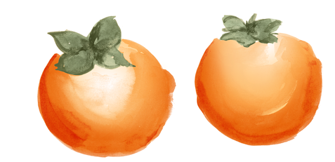 两个手绘柿子