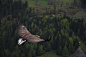 棕鹰自由飞翔