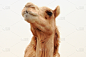 骆驼,骆驼色,单峰骆驼,中东,野生动物,水平画幅,无人,动物,沙漠,摄影