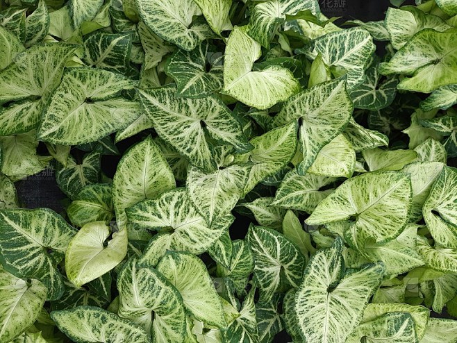 茂密的热带植物
