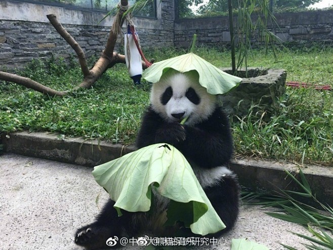 #咪咕分享# 戴着荷叶的大熊猫真的好乖萌...