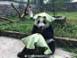 #咪咕分享# 戴着荷叶的大熊猫真的好乖萌啊，还给荷叶掏了两个洞露出耳朵，超可爱！ cr:logo ​​​​