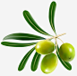 橄榄高清素材 橄榄 橄榄叶 橄榄树 橄榄油原材料 免抠png 设计图片 免费下载