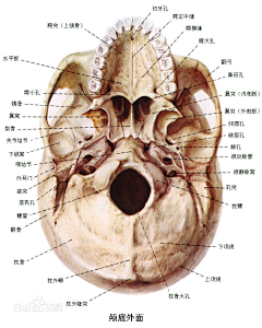 ♔李大人统治世界采集到人体学习