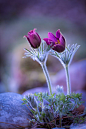 Dream a little dream...Pulsatilla Vugaris ♠: 