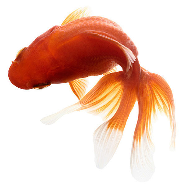 GOLDFISH : Goldfish ...
