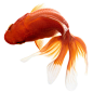 GOLDFISH : Goldfish are surprisingly photogenic...