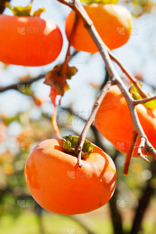 柿子树,霍姆敦,垂直画幅,里山,无人,人群,户外,植物,枝,农业