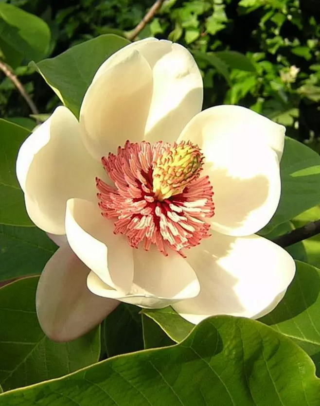 14:57:53木兰花1喜欢奇花异草月河图集该采集也在以下画板加载更多
