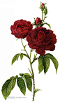 外国精美红玫瑰插图素材