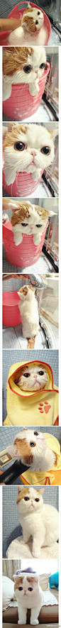 【加菲猫洗澡到吹干全过程】真正的美猫不惧湿身，不惧头发被弄乱！毫不影响魅力值！