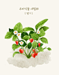 草莓 蔬菜水果 手绘植物 植物插图插画设计PSD