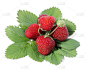 草莓,自然,水平画幅,绿色,水果,无人,浆果,熟的,背景分离,小吃