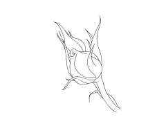 YSK丶采集到插画——线稿