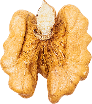 02_Walnut (2)