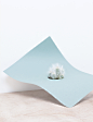 martina-lang-paperplant-series-4 | Trendland