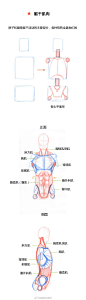 条漫第三弹：人体躯干肌肉到底怎么画？（比例+穿插关系）#春哥的绘画课室# 绘画参考