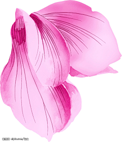 Shae_xia银华采集到花
