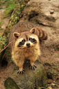 Raccoons at Porfell Wildlife Park (18.02.12) 833.jpg by atthezoouk on Flickr.