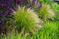 细针茅是一种美丽的草，产自美国，尤其是新墨西哥州。马尾辫是一种紧凑的，低变种的观赏草，在初夏形成细茎