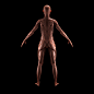 Female Anatomy - Musculoskeletal Sculpt - WIP