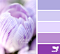 crocus tints