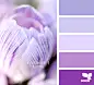 crocus tints